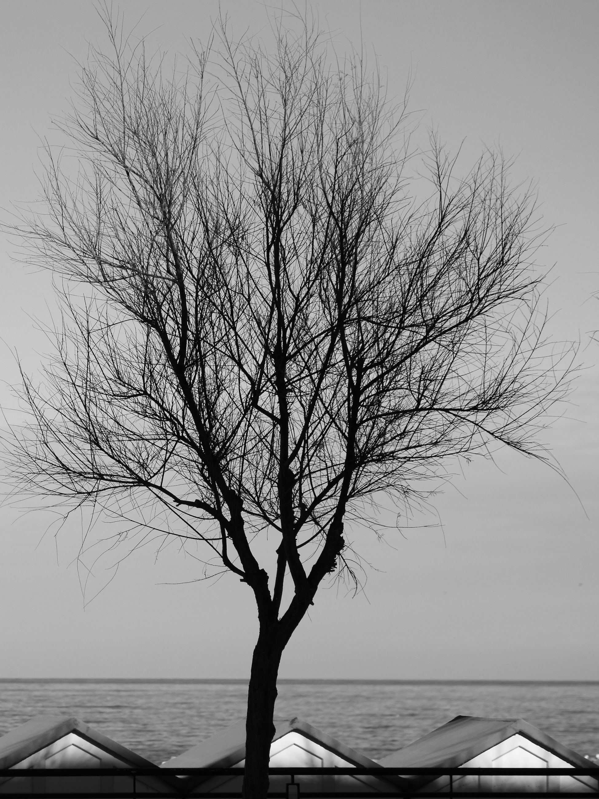 l'albero al mare